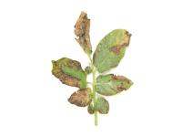Pomme de terre - Brûlure hâtive (Alternaria solani)