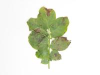 Pomme de terre - Brûlure hâtive (Alternaria solani)