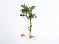 Pomme de terre - Fusariose vasculaire (Fusarium oxysporum)