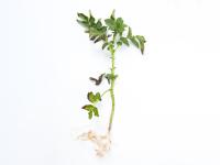 Pomme de terre - Fusariose vasculaire (Fusarium oxysporum)