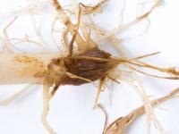 Pomme de terre - Fusariose vasculaire (Fusarium oxysporum)