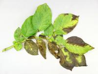 Pomme de terre - Verticilliose (Verticillium dahliae)