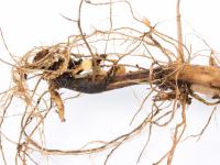 Pomme de terre - Jambe noire (Pectobacterium atrosepticum)