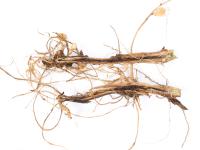 Pomme de terre - Jambe noire (Pectobacterium atrosepticum)