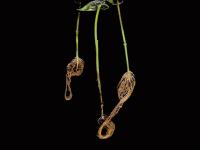 Poivron - Pourriture sclérotique (Sclerotinia sclerotiorum)