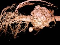 Pomme - Tumeur du collet (Agrobacterium tumefaciens)