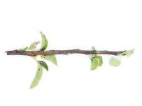 Pomme - Anthracnose (Neofabraea sp.)_15
