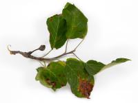 Pomme - Chancre à Botryosphaeria (Diplodia mutila)