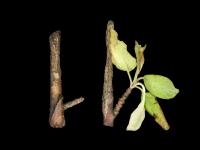 Pomme - Anthracnose (Neofabraea sp.)_13