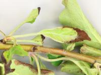 Pomme - Coulure bactérienne (Pseudomonas syringae pv. syringae)