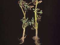 Tomate - Flétrissement bactérien (Ralstonia solanacearum)