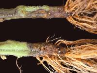 Tomate - Fusariose des racines et du collet (Fusarium oxysporum f. sp. radicis-lycopersici (FORL))