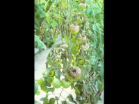 Tomate - Mildiou (Phytophthora infestans)
