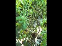 Tomate - Mildiou (Phytophthora infestans)