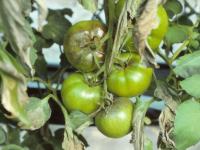 Tomate - Mildiou (Phytophthora infestans)