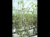 Tomate - Mildiou (Phytophthora infestans)