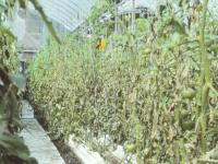 Tomate - Mildiou (Phytophthora infestans)