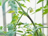 Tomate - Mildiou (Phytophthora infestans)