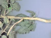 Tomate - Chancre sec (Acremonium strictum)