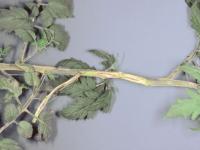 Tomate - Chancre sec (Acremonium strictum)