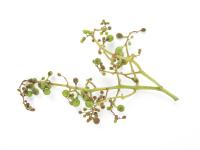 Vigne (raisin) - Virus de la tache annulaire de la tomate (ToRSV)_5