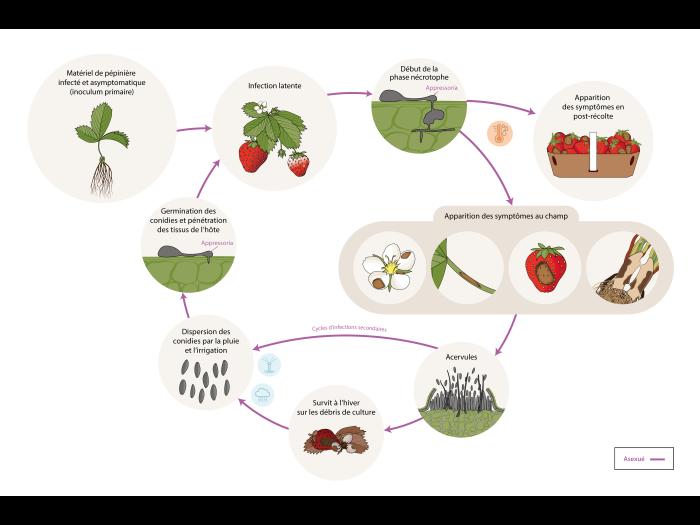 Fraise - Anthracnose (Colletotrihum spp.) - Cycle de maladie