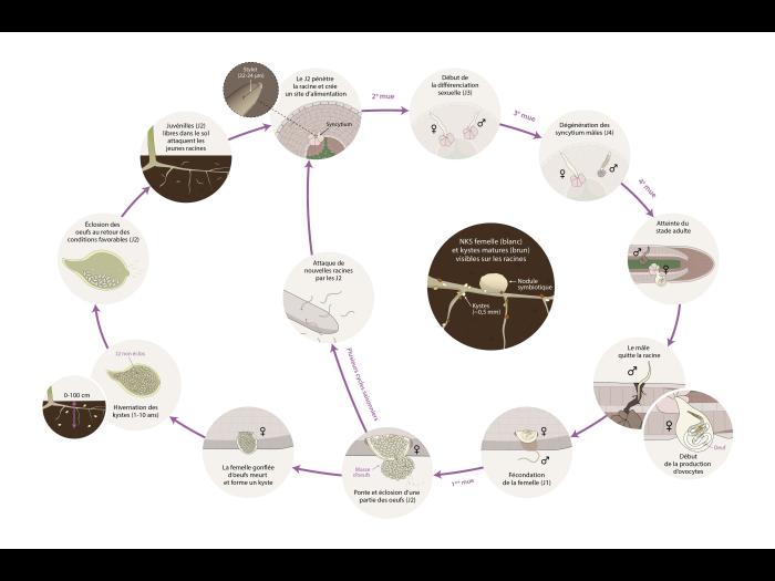 Soya - Nématode à kyste du soya NKS (Heterodera glycines) - Cycle de maladie