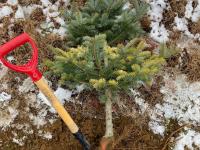Arbres de Noël (Sapins)_Carences associées à un pH élevé