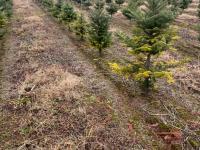 Arbres de Noël (Sapins) - Carences associées à un pH élevé