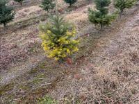 Arbres de Noël (Sapins)_Carences associées à un pH élevé