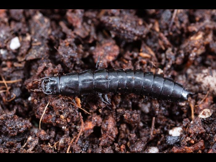 Carabe des bois (Carabus nemoralis)