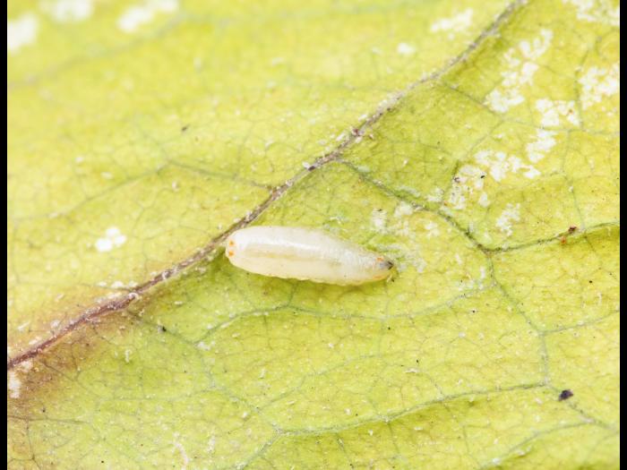 Rhagoletis striatella