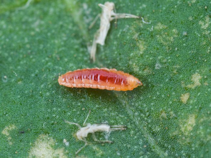 Cécidomyie du puceron (Aphidoletes aphidimyza)