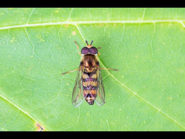 Syrphe d'Amérique (Eupeodes americanus)