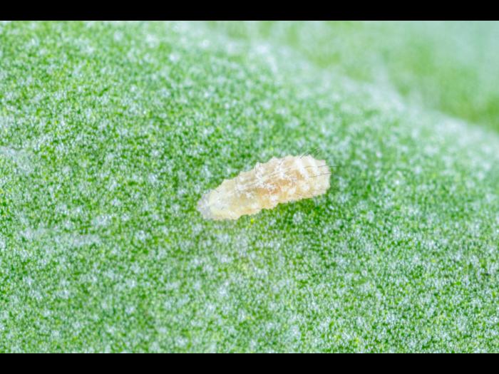 Syrphe d'Amérique (Eupeodes americanus)