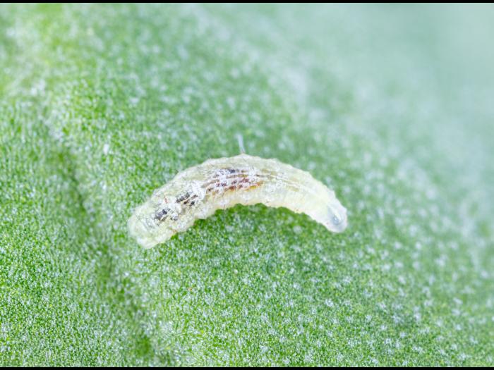 Syrphe d'Amérique (Eupeodes americanus)