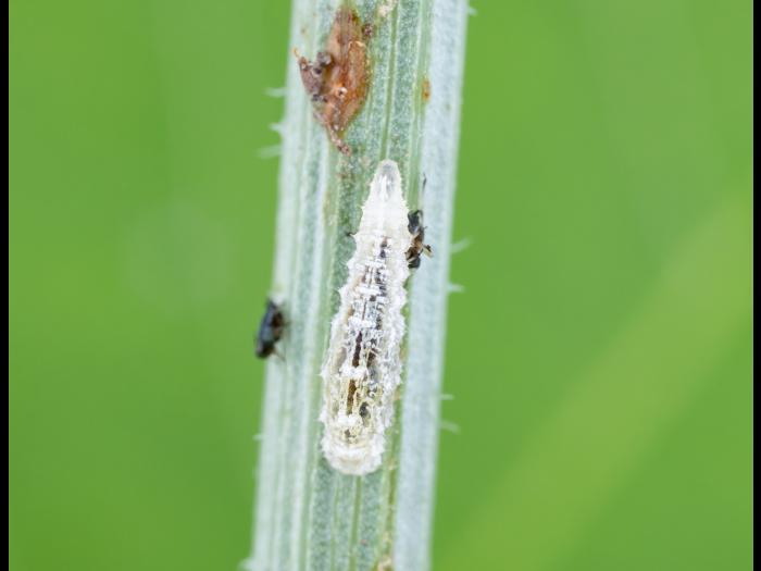 Syrphe d'Amérique (Eupeodes americanus)