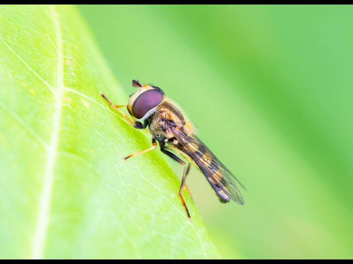 Syrphe d'Amérique (Eupeodes americanus)