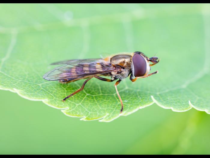 Syrphe d'Amérique (Eupeodes americanus)