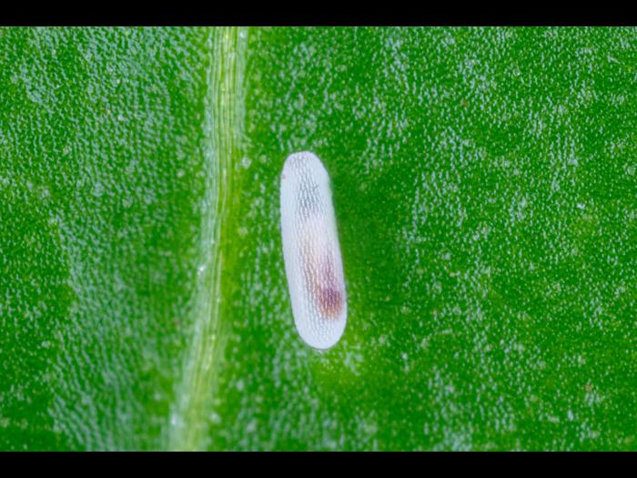 Syrphe d'Amérique (Eupeodes americanus)