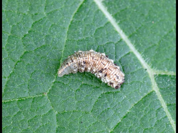 Syrphe d'Amérique (Eupeodes americanus)