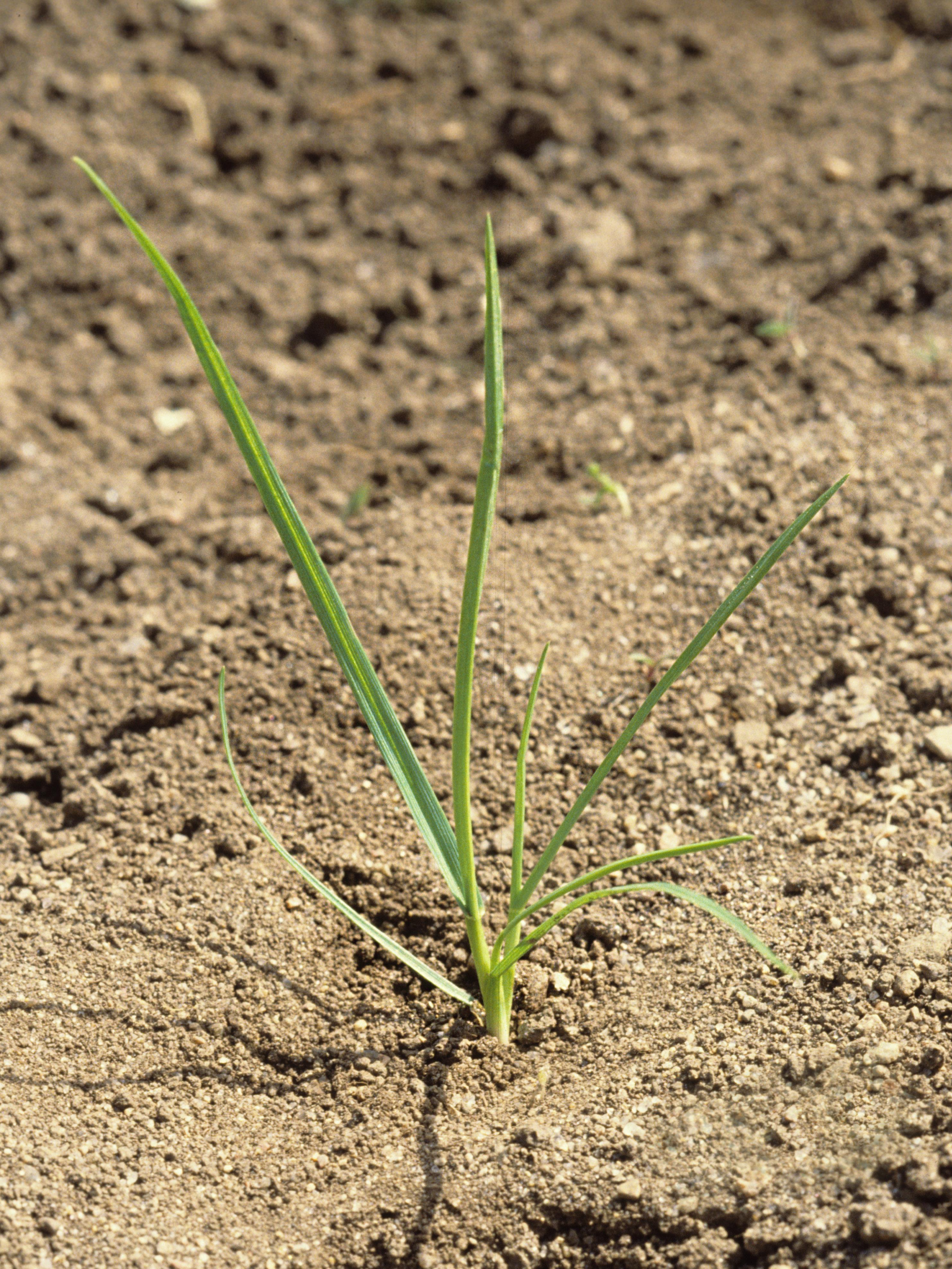Ivraie vivace (Lolium perenne)_1