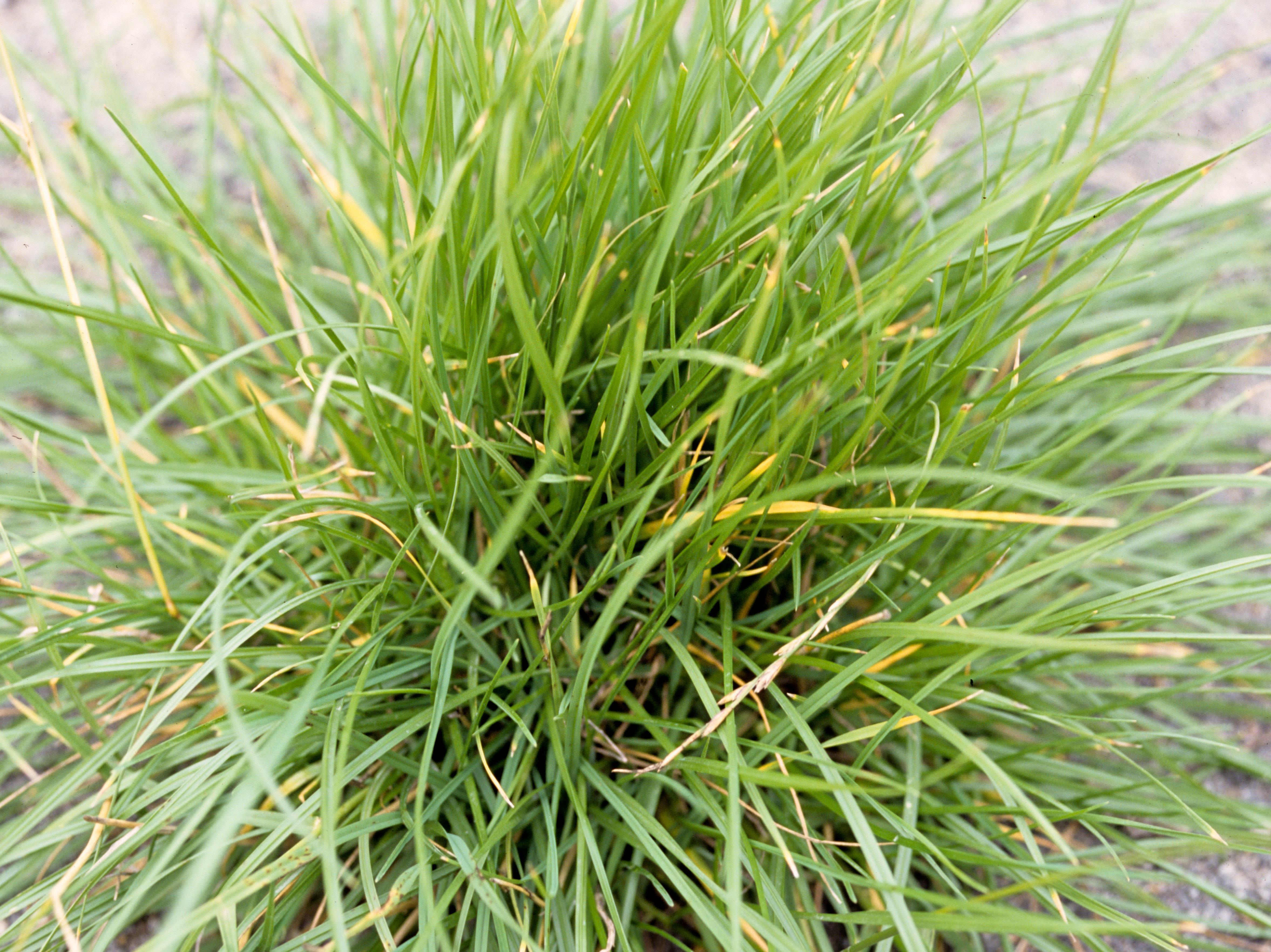 Ivraie vivace (Lolium perenne)_3