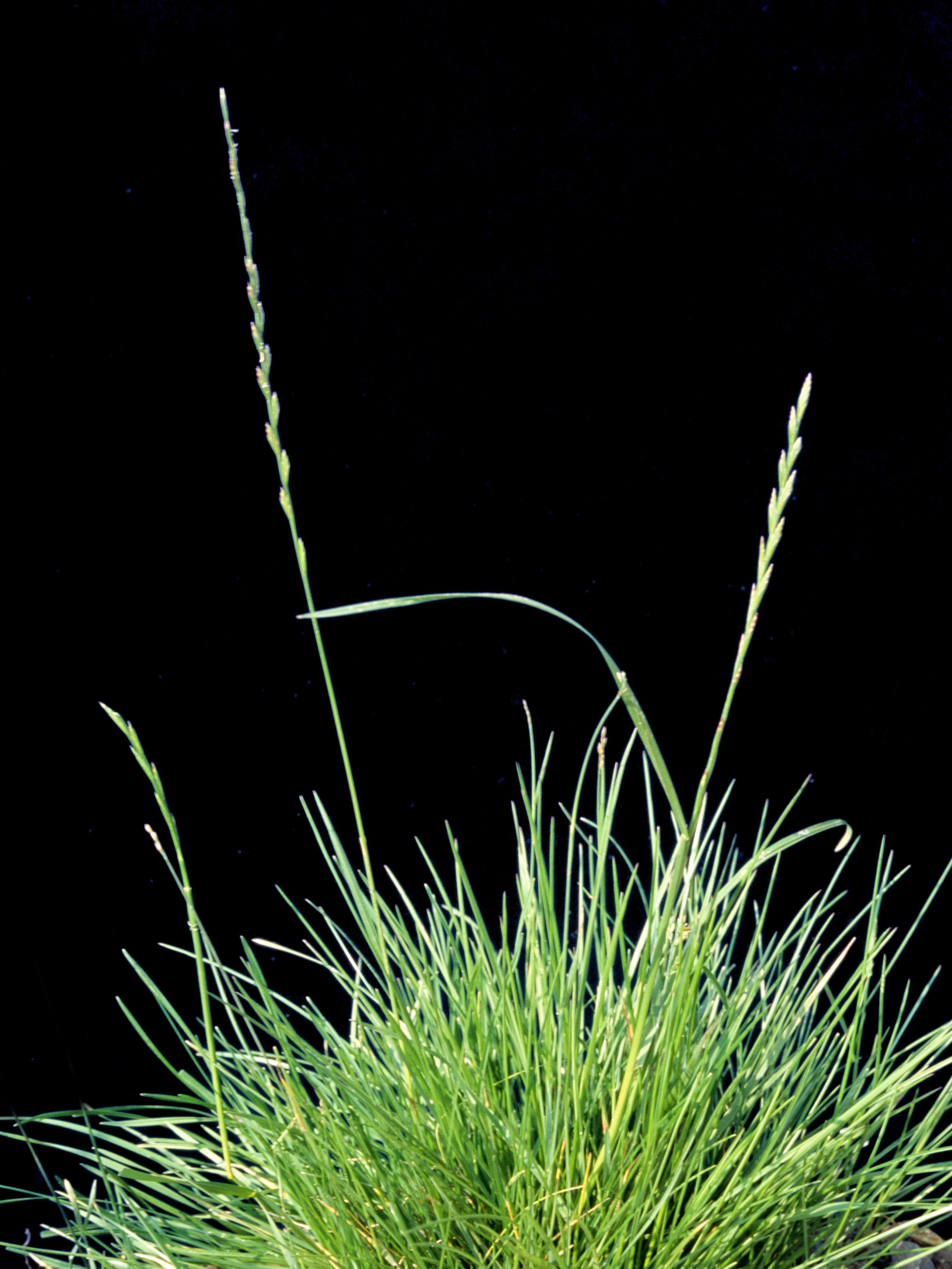 Ivraie vivace (Lolium perenne)_5