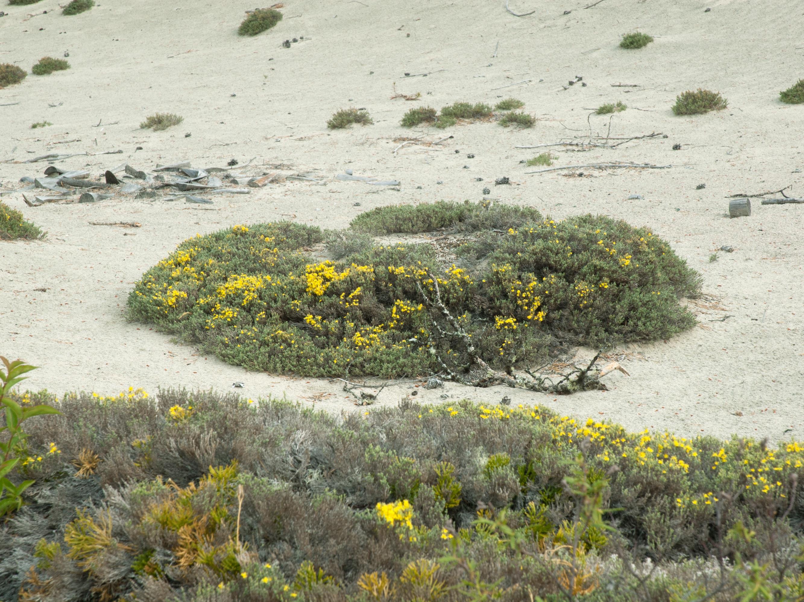 Hudsonie tomenteuse (Hudsonia tomentosa)_2