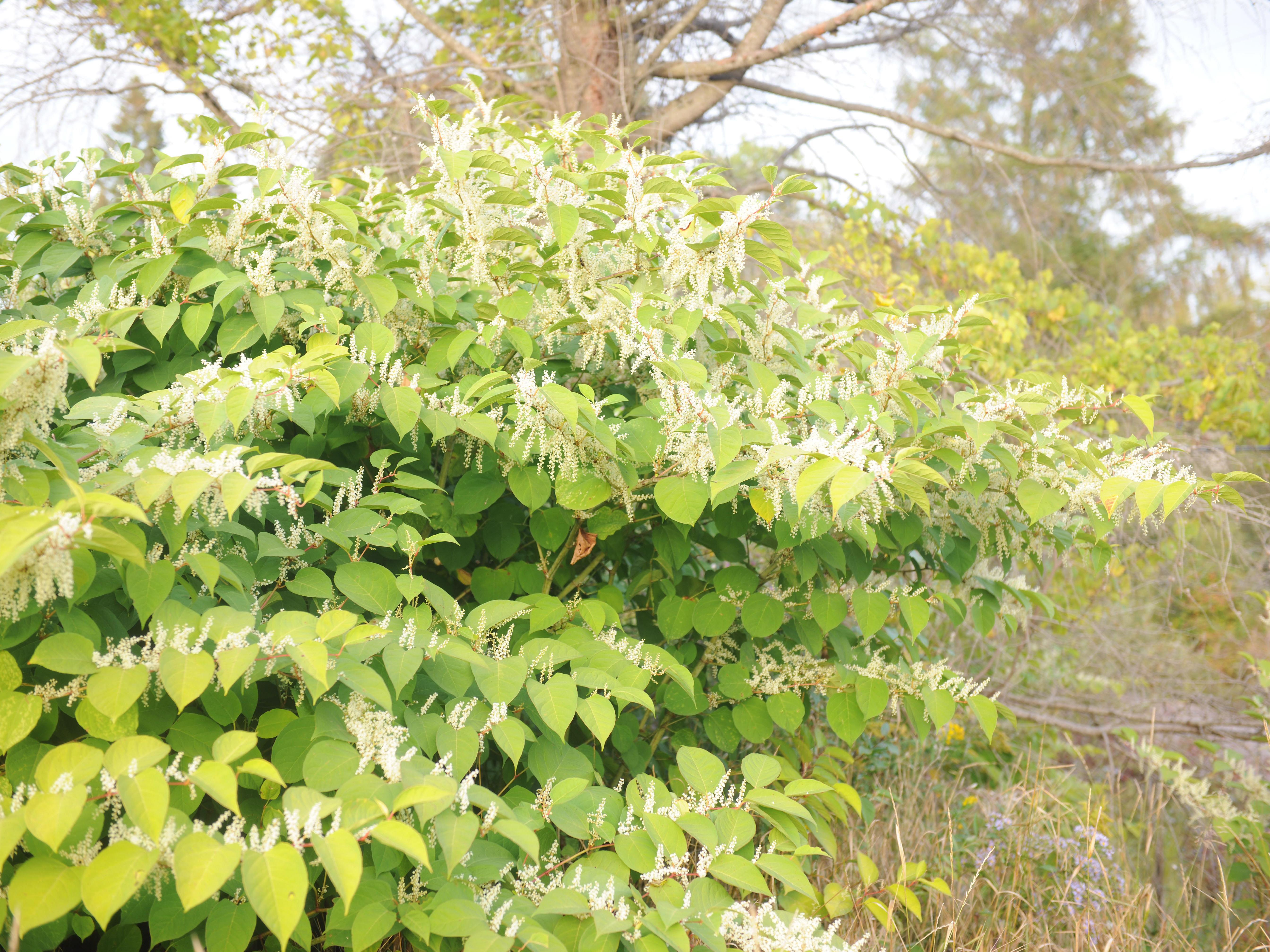 Renouée Japon (Reynoutria japonica)_14