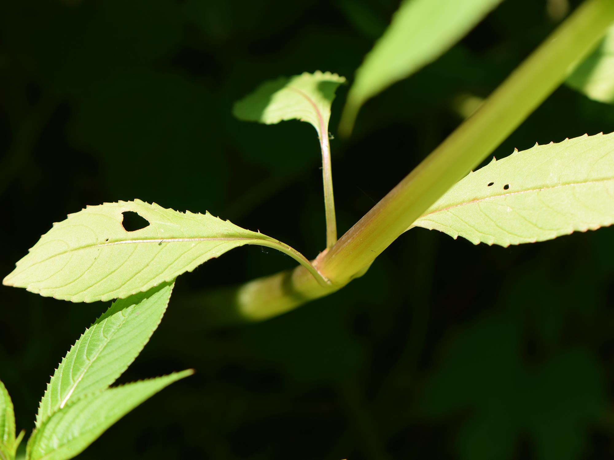 Impatiente glanduleuse (Impatiens glandulifera)_9