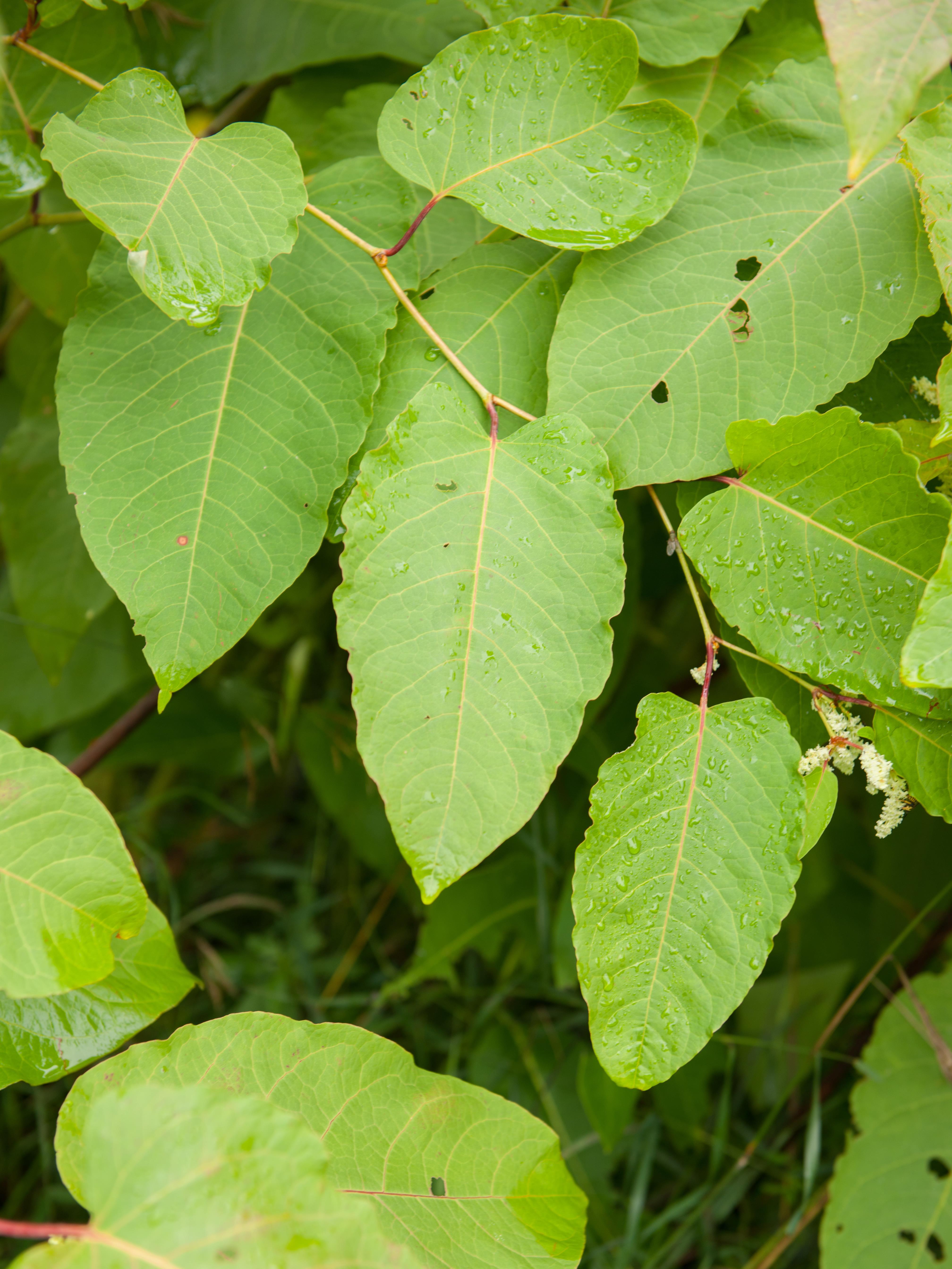 Renouée Sakhaline (Reynoutria sachalinensis)_5