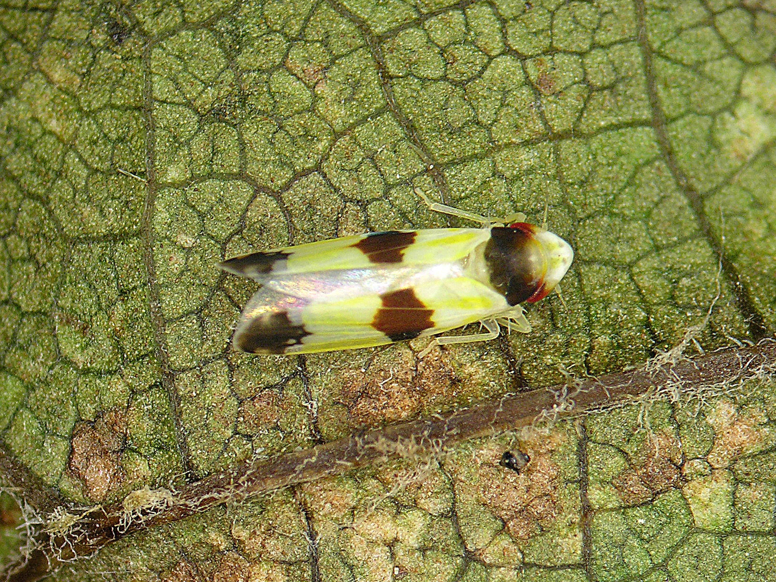 Cicadelle à trois bandes (Erythroneura tricincta)_3