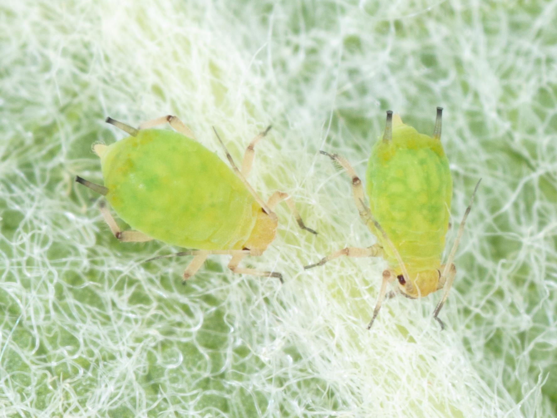 Puceron vert du pommier (Aphis pomi)_5